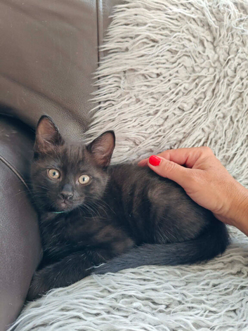 Beautiful black long hair kittens