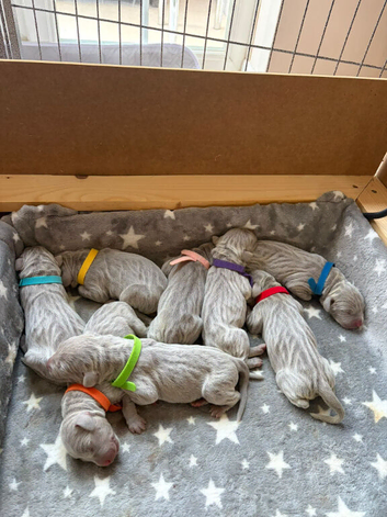 Beautiful KC registered Weimaraner Puppies. Hip Scored Parents. Champion bloodlines.Sire Show Weimaraner of the year 2025.