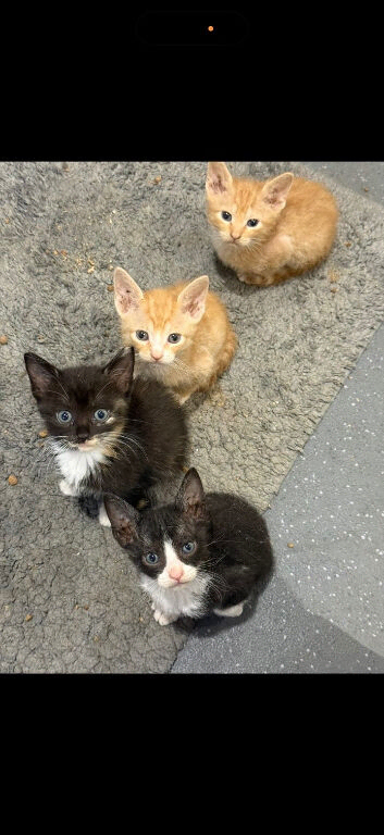 4 half sphynx kittens for sale