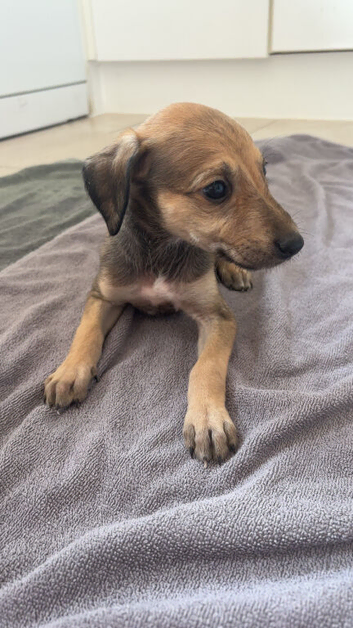 5 grayhound/saluki pups for sale