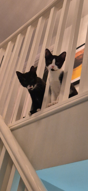 2 boy kittens
