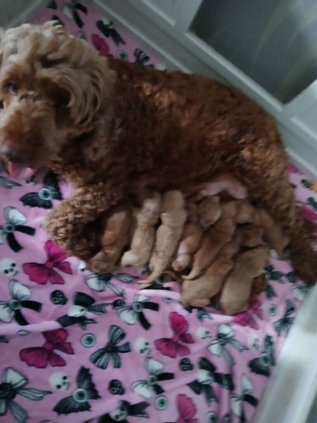 Cockapoo puppies for sale