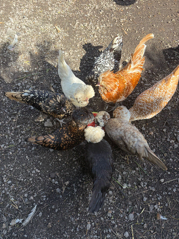 Polish hatching eggs