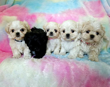 Imperial Shih Tzu X Maltese puppies
