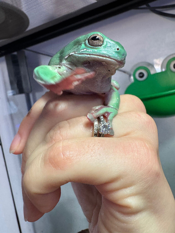 High snowflake adult male whites tree frog