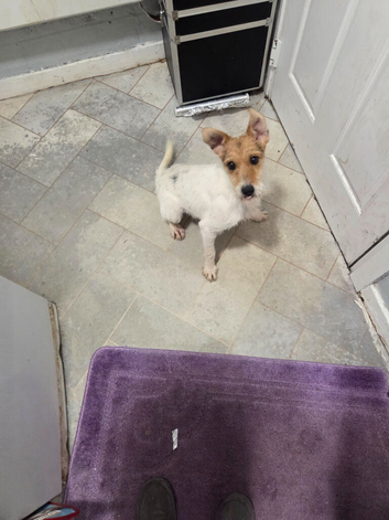 Jack russell bitch