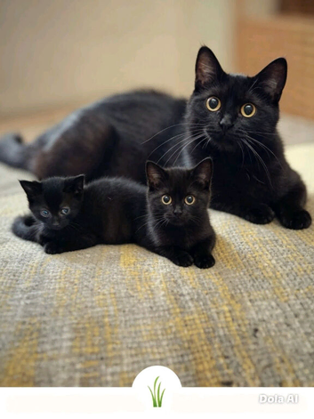 Black kittens
