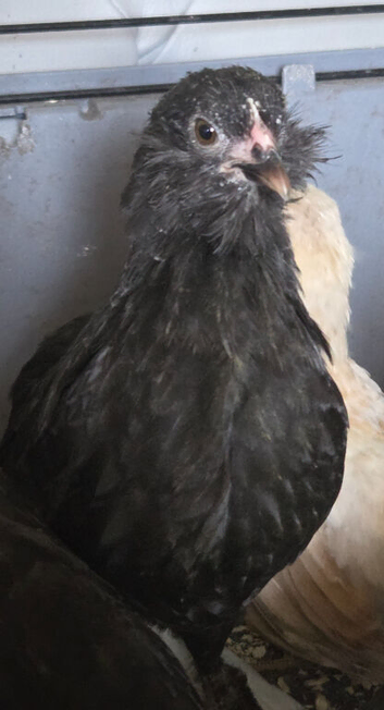 3 x Black Barbu D'uccle pullets