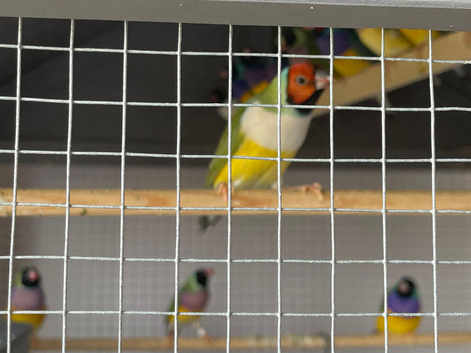 Young and adult finches
