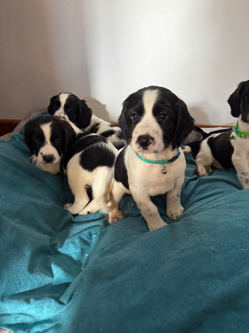 Springer Spaniel Puppies
