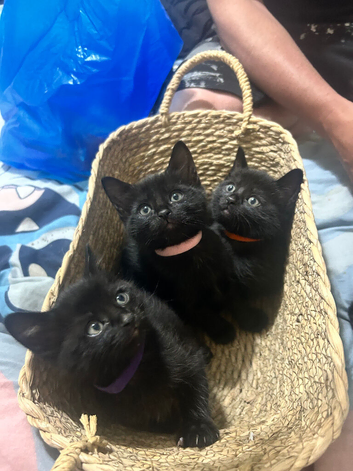 All black kittens