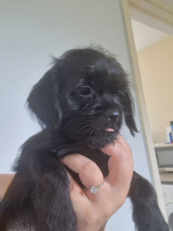 Beautiful Cavapoo