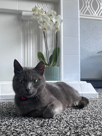 Cats for sale