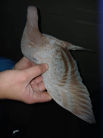 Melueman x Rubella Spread homing pigeon