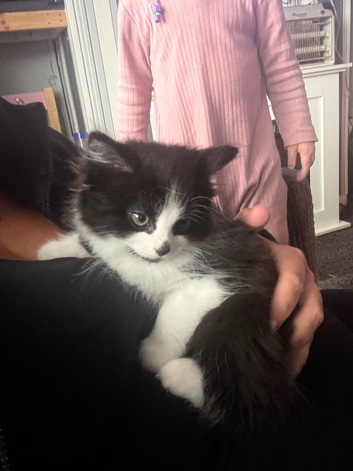 Female fluffy kitten