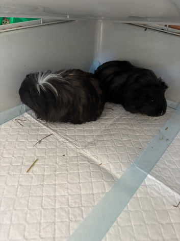 X2 long haired boys