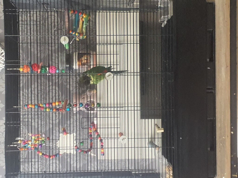 Young Black caped conure