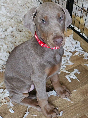 STUNNING KC Registered DOBERMANN PUPPIES from Champion Bloodlines