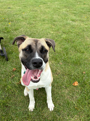 max, 9 month old akita cross