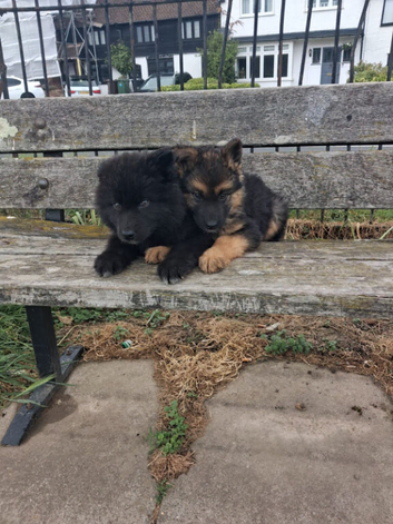 German Shepherd