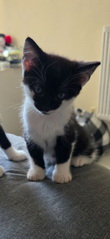 Baby kitten