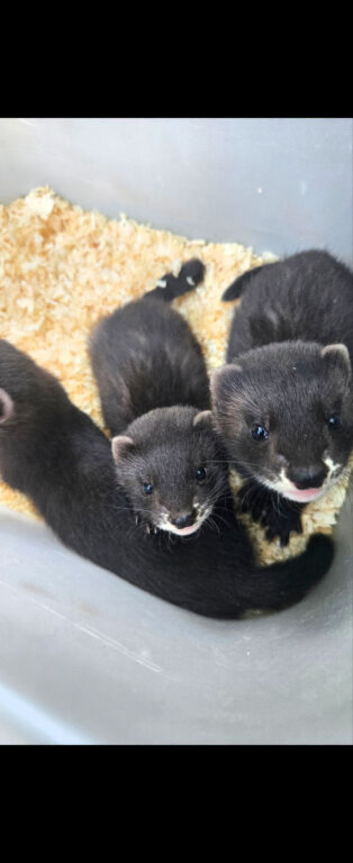 Eu polecats