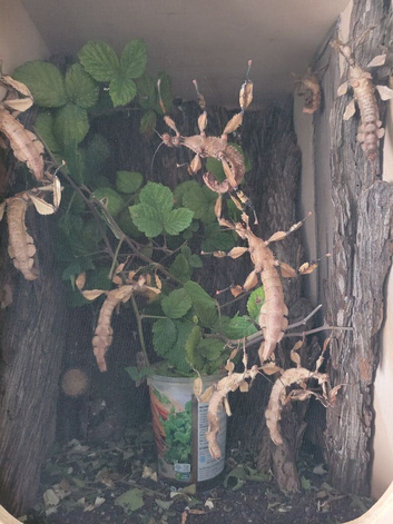 Giant prickly stick insect