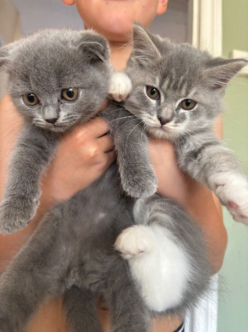 British Longhair Kitten