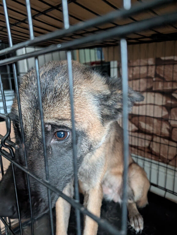 Akita X G shepherd