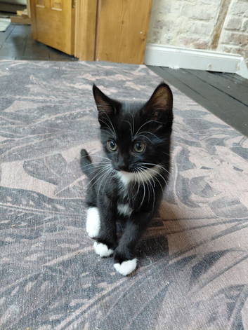 2 cute girls kitten tuxedo born 3rd Aug 2026
