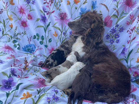 Cocker spaniel