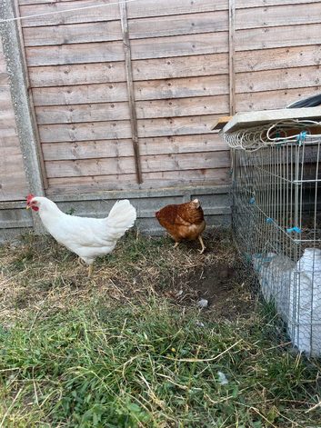 POL hens