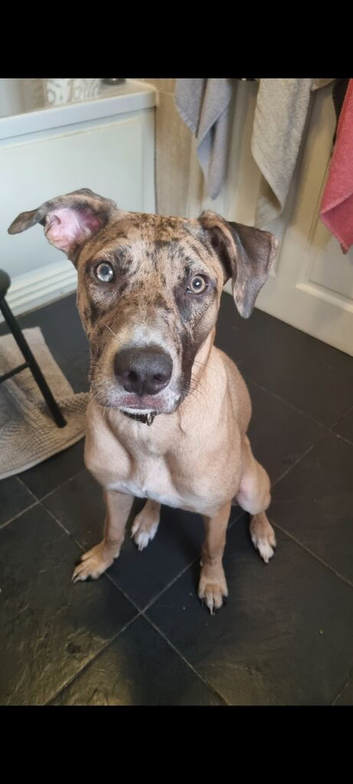 Catahoula leopard dog x Belgian malinois