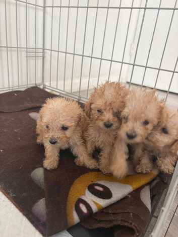Tiny toy poodle puppies
