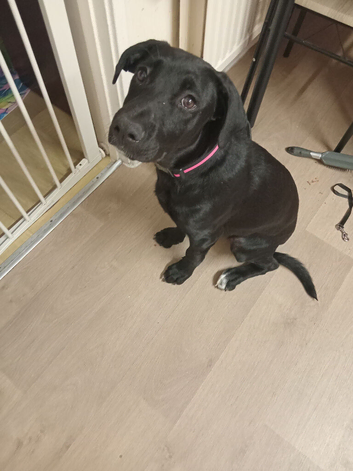 6 month old mixed breed