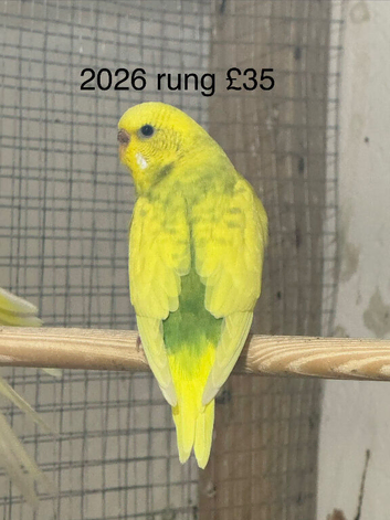 Budgies