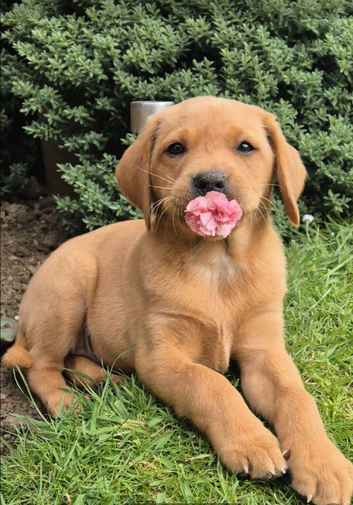 Red fox labrador puppy