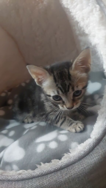 Tabby kitten for sale