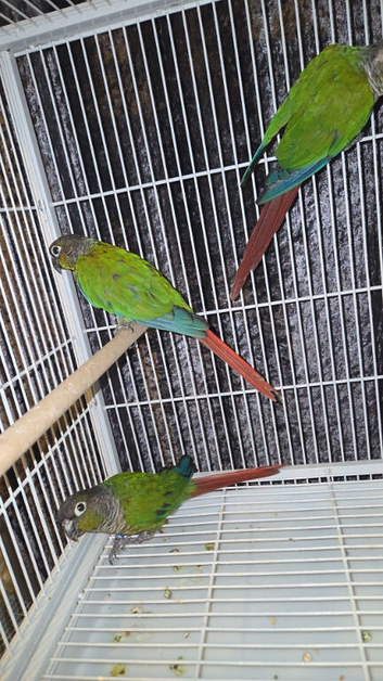 Conures x8 pineapple,crimson,green cheeks,turquoise