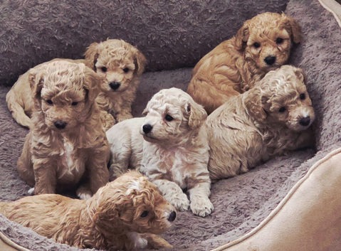 READY TO RESERVE - CAVAPOOCHON LITTER