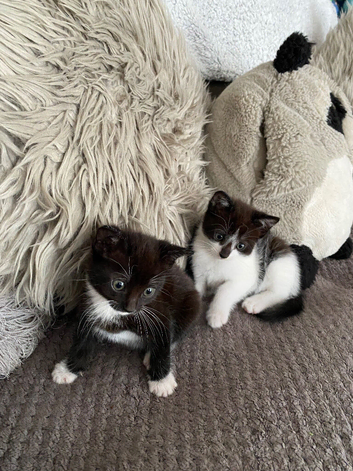 4 gorgeous kittens