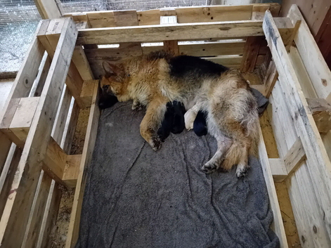 4 week old Germanshepherd pups  fw