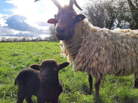 Manx Loughton flock ****sold****