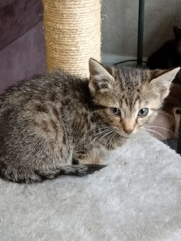 Bengal X kittens now ready?