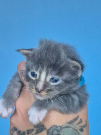 Absolutely stunning maine coons kittens for sale