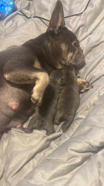 2 french bulldogs