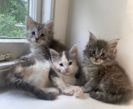 Beautiful mainecoon kittens
