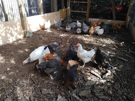 Point of Lay Chickens for sale