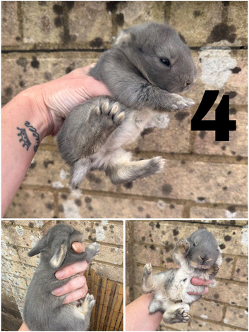 4 Continental giant x babies - waitlist open