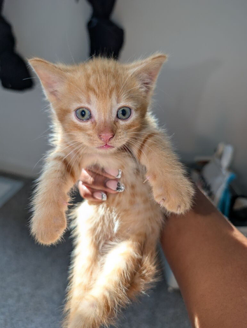 Playful Kittens Ready for Loving Homes